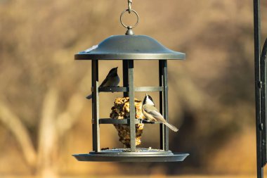 İki küçük, gri piliç, metal bir kuş yemi yemliğinin üzerinde bulanık, dokulu bir arka planda asılı duruyor. Arka bahçe kuşları, vahşi yaşam, beslenme.
