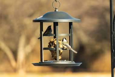 İki küçük, gri piliç, metal bir kuş yemi yemliğinin üzerinde bulanık, dokulu bir arka planda asılı duruyor. Arka bahçe kuşları, vahşi yaşam, beslenme.