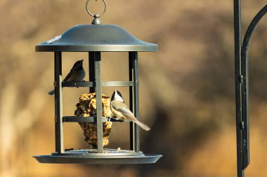 İki küçük, gri piliç, metal bir kuş yemi yemliğinin üzerinde bulanık, dokulu bir arka planda asılı duruyor. Arka bahçe kuşları, vahşi yaşam, beslenme.