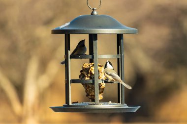 İki küçük, gri piliç, metal bir kuş yemi yemliğinin üzerinde bulanık, dokulu bir arka planda asılı duruyor. Arka bahçe kuşları, vahşi yaşam, beslenme.