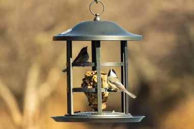 İki küçük, gri piliç, metal bir kuş yemi yemliğinin üzerinde bulanık, dokulu bir arka planda asılı duruyor. Arka bahçe kuşları, vahşi yaşam, beslenme.