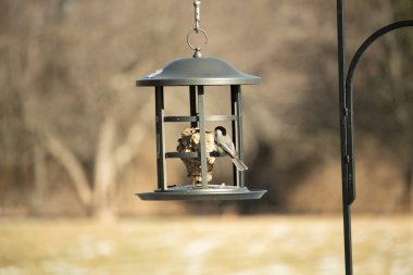 Siyah şapkalı ve önlüklü minik siyah bir Chickadee sallanan bir kuş yemliğine sıkıca sarılır ve özenle süeti gagalar. Canlı arka bahçe kuşları..