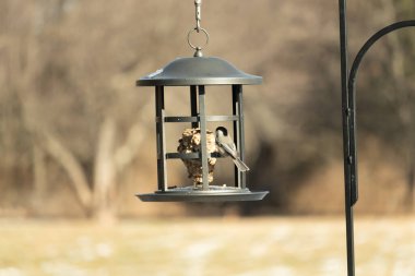 Siyah şapkalı ve önlüklü minik siyah bir Chickadee sallanan bir kuş yemliğine sıkıca sarılır ve özenle süeti gagalar. Canlı arka bahçe kuşları..
