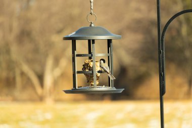 Siyah şapkalı ve önlüklü minik siyah bir Chickadee sallanan bir kuş yemliğine sıkıca sarılır ve özenle süeti gagalar. Canlı arka bahçe kuşları..