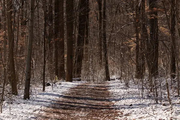 Uzun ağaçlardan oluşan güneşli bir ormanın içinde kıvrılan karlı bir yol. Kış manzarası benekli ışık ve gölgelerle. Sakin doğa sahnesi.