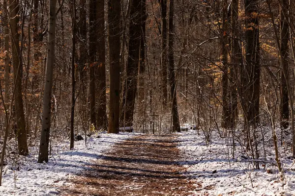 Uzun ağaçlardan oluşan güneşli bir ormanın içinde kıvrılan karlı bir yol. Kış manzarası benekli ışık ve gölgelerle. Sakin doğa sahnesi.