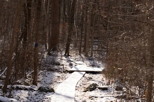 Kar tozuyla kaplı ahşap patika, güneşli kış ormanlarında esiyor. Uzun ağaçlar, dingin ve soğuk manzaraya gölge düşürür. Kışın doğa yolu.