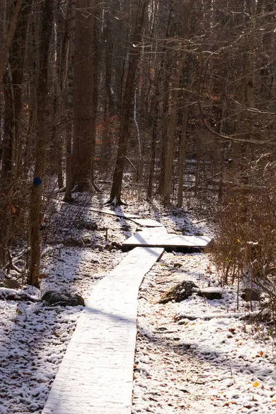 Kar tozuyla kaplı ahşap patika, güneşli kış ormanlarında esiyor. Uzun ağaçlar, dingin ve soğuk manzaraya gölge düşürür. Kışın doğa yolu.