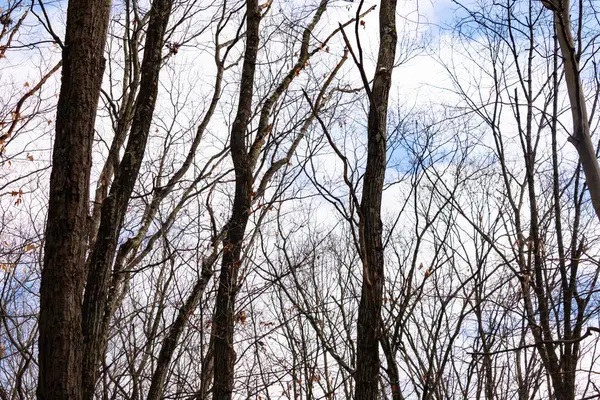 Çıplak ağaç dalları soluk mavi gökyüzüne doğru uzanır. Kış ormanı sahnesinde ince bulutlarla. Stark, doğal, mevsimsel, sakin.