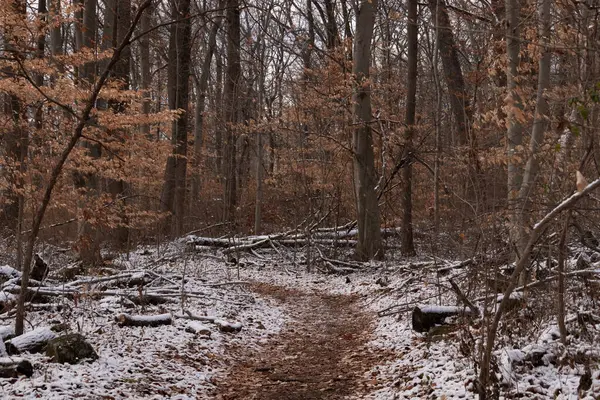 Sonbahar renklerinden oluşan bir ormanda karlı bir yol esiyor. Turuncu yapraklar beyaz zemin ile tezat oluşturarak canlı bir kış manzarası yaratır. Doğa ve mevsimlik temalar için mükemmel.