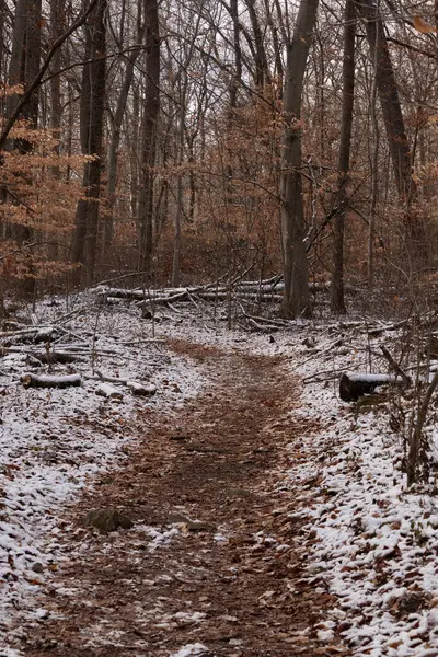 Sonbahar renklerinden oluşan bir ormanda karlı bir yol esiyor. Turuncu yapraklar beyaz zemin ile tezat oluşturarak canlı bir kış manzarası yaratır. Doğa ve mevsimlik temalar için mükemmel.