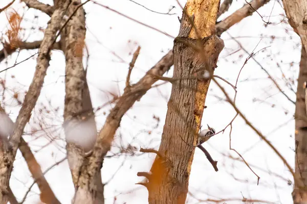 Küçük bir ağaçkakan bir ağaç gövdesine tutunur, siyah beyaz tüyleri dokulu ağaç kabuğu ve kış gökyüzüne zıt düşer. Vahşi yaşam, doğa, kuş izleme..