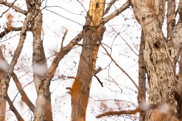 Küçük bir ağaçkakan bir ağaç gövdesine tutunur, siyah beyaz tüyleri dokulu ağaç kabuğu ve kış gökyüzüne zıt düşer. Vahşi yaşam, doğa, kuş izleme..