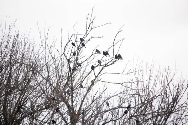 Koyu renkli bir kuş sürüsü, muhtemelen sığırcık ya da karatavuk, solgun bir gökyüzüne karşı bir ağacın çıplak dallarına tünemiş. Kış kuşu toplantısı.