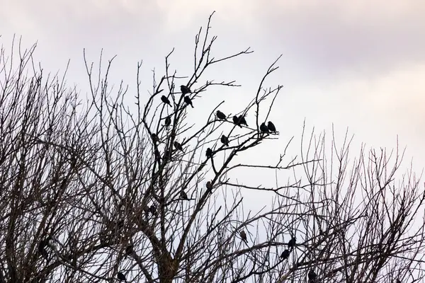 Koyu renkli bir kuş sürüsü, muhtemelen sığırcık ya da karatavuk, solgun bir gökyüzüne karşı bir ağacın çıplak dallarına tünemiş. Kış kuşu toplantısı.