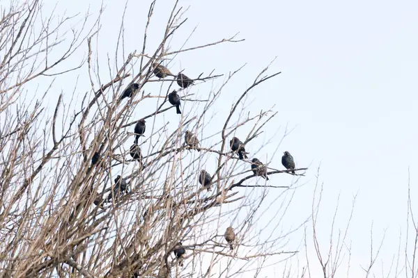 Koyu renkli bir kuş sürüsü, muhtemelen sığırcık ya da karatavuk, solgun bir gökyüzüne karşı bir ağacın çıplak dallarına tünemiş. Kış kuşu toplantısı.