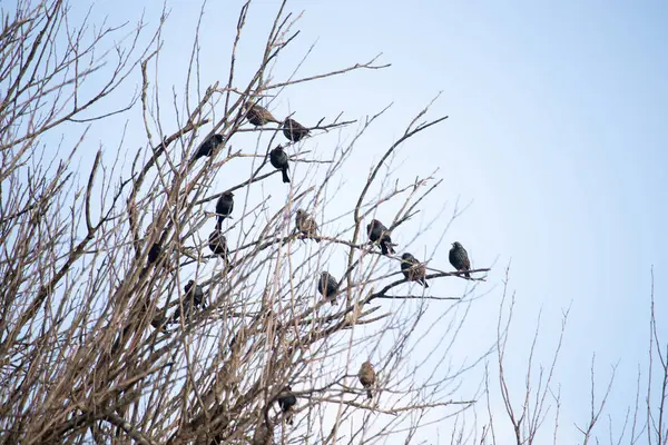 Koyu renkli bir kuş sürüsü, muhtemelen sığırcık ya da karatavuk, solgun bir gökyüzüne karşı bir ağacın çıplak dallarına tünemiş. Kış kuşu toplantısı.