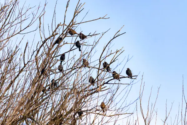 Koyu renkli bir kuş sürüsü, muhtemelen sığırcık ya da karatavuk, solgun bir gökyüzüne karşı bir ağacın çıplak dallarına tünemiş. Kış kuşu toplantısı.
