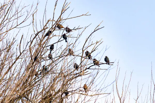 Koyu renkli bir kuş sürüsü, muhtemelen sığırcık ya da karatavuk, solgun bir gökyüzüne karşı bir ağacın çıplak dallarına tünemiş. Kış kuşu toplantısı.