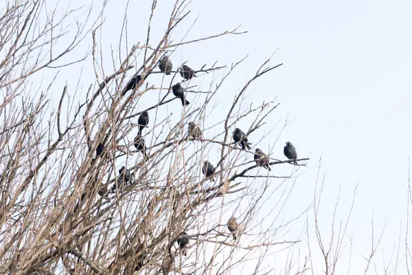 Koyu renkli bir kuş sürüsü, muhtemelen sığırcık ya da karatavuk, solgun bir gökyüzüne karşı bir ağacın çıplak dallarına tünemiş. Kış kuşu toplantısı.