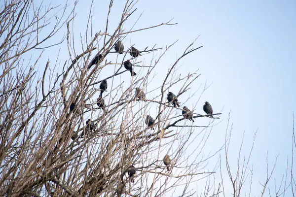 Koyu renkli bir kuş sürüsü, muhtemelen sığırcık ya da karatavuk, solgun bir gökyüzüne karşı bir ağacın çıplak dallarına tünemiş. Kış kuşu toplantısı.