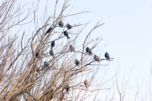Koyu renkli bir kuş sürüsü, muhtemelen sığırcık ya da karatavuk, solgun bir gökyüzüne karşı bir ağacın çıplak dallarına tünemiş. Kış kuşu toplantısı.