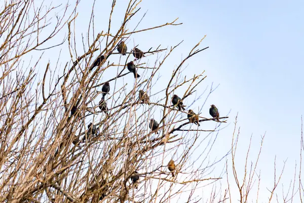 Koyu renkli bir kuş sürüsü, muhtemelen sığırcık ya da karatavuk, solgun bir gökyüzüne karşı bir ağacın çıplak dallarına tünemiş. Kış kuşu toplantısı.