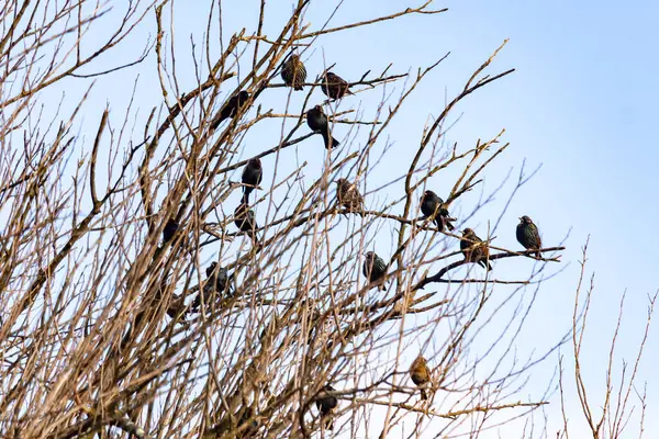 Koyu renkli bir kuş sürüsü, muhtemelen sığırcık ya da karatavuk, solgun bir gökyüzüne karşı bir ağacın çıplak dallarına tünemiş. Kış kuşu toplantısı.