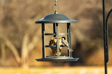 Siyah şapkalı ve önlüklü minik siyah bir Chickadee sallanan bir kuş yemliğine sıkıca sarılır ve özenle süeti gagalar. Canlı arka bahçe kuşları..