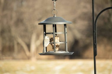 Küçük, gri tüylü bir meme faresi bir süet besleyiciye yapışır ve yiyeceği gagalar. Besleyici bulanık kahverengi ve yeşil bir arkaplanda asılı duruyor. Kuş yemi..