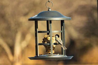 Siyah şapkalı ve önlüklü minik siyah bir Chickadee sallanan bir kuş yemliğine sıkıca sarılır ve özenle süeti gagalar. Canlı arka bahçe kuşları..
