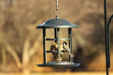 Siyah şapkalı ve önlüklü minik siyah bir Chickadee sallanan bir kuş yemliğine sıkıca sarılır ve özenle süeti gagalar. Canlı arka bahçe kuşları..