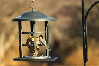 Siyah şapkalı ve önlüklü minik siyah bir Chickadee sallanan bir kuş yemliğine sıkıca sarılır ve özenle süeti gagalar. Canlı arka bahçe kuşları..