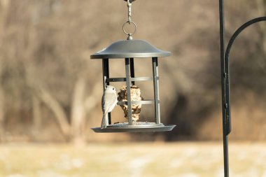 Yumuşak gri tüylü minik bir Tüylü Titmouse ve belirgin bir arma, tohumları gagalayan bir kuş yemliğine tutunur. Büyüleyici arka bahçe kuş yaşamı.