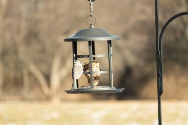 Yumuşak gri tüylü minik bir Tüylü Titmouse ve belirgin bir arma, tohumları gagalayan bir kuş yemliğine tutunur. Büyüleyici arka bahçe kuş yaşamı.
