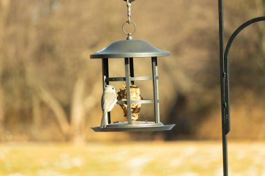 Yumuşak gri tüylü minik bir Tüylü Titmouse ve belirgin bir arma, tohumları gagalayan bir kuş yemliğine tutunur. Büyüleyici arka bahçe kuş yaşamı.