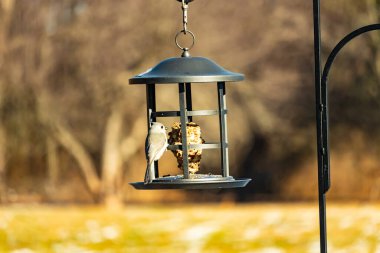 Yumuşak gri tüylü minik bir Tüylü Titmouse ve belirgin bir arma, tohumları gagalayan bir kuş yemliğine tutunur. Büyüleyici arka bahçe kuş yaşamı.