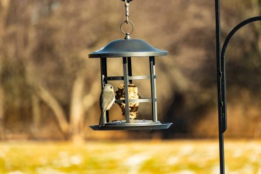 Yumuşak gri tüylü minik bir Tüylü Titmouse ve belirgin bir arma, tohumları gagalayan bir kuş yemliğine tutunur. Büyüleyici arka bahçe kuş yaşamı.