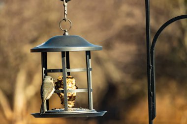 Yumuşak gri tüylü minik bir Tüylü Titmouse ve belirgin bir arma, tohumları gagalayan bir kuş yemliğine tutunur. Büyüleyici arka bahçe kuş yaşamı.