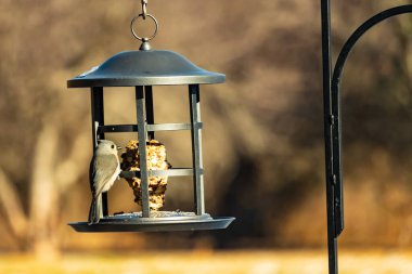 Yumuşak gri tüylü minik bir Tüylü Titmouse ve belirgin bir arma, tohumları gagalayan bir kuş yemliğine tutunur. Büyüleyici arka bahçe kuş yaşamı.