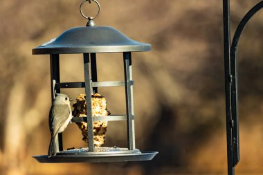 Yumuşak gri tüylü minik bir Tüylü Titmouse ve belirgin bir arma, tohumları gagalayan bir kuş yemliğine tutunur. Büyüleyici arka bahçe kuş yaşamı.