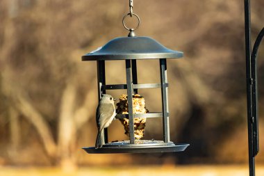 Yumuşak gri tüylü minik bir Tüylü Titmouse ve belirgin bir arma, tohumları gagalayan bir kuş yemliğine tutunur. Büyüleyici arka bahçe kuş yaşamı.