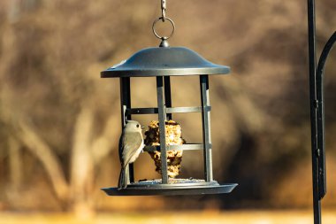 Yumuşak gri tüylü minik bir Tüylü Titmouse ve belirgin bir arma, tohumları gagalayan bir kuş yemliğine tutunur. Büyüleyici arka bahçe kuş yaşamı.