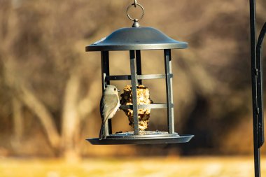 Yumuşak gri tüylü minik bir Tüylü Titmouse ve belirgin bir arma, tohumları gagalayan bir kuş yemliğine tutunur. Büyüleyici arka bahçe kuş yaşamı.