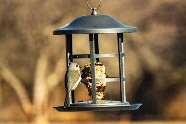 Yumuşak gri tüylü minik bir Tüylü Titmouse ve belirgin bir arma, tohumları gagalayan bir kuş yemliğine tutunur. Büyüleyici arka bahçe kuş yaşamı.