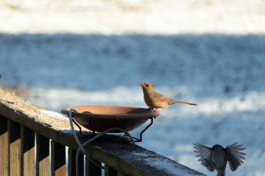 Güzel bir dişi kardinal, daha açık renkli, parlak mavi gökyüzüne karşı bir kuş banyosunun kenarına tünemiş. Eşsiz vahşi yaşam, kuş izleme..