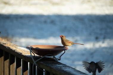 Güzel bir dişi kardinal, daha açık renkli, parlak mavi gökyüzüne karşı bir kuş banyosunun kenarına tünemiş. Eşsiz vahşi yaşam, kuş izleme..