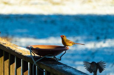 Güzel bir dişi kardinal, daha açık renkli, parlak mavi gökyüzüne karşı bir kuş banyosunun kenarına tünemiş. Eşsiz vahşi yaşam, kuş izleme..