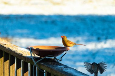 Güzel bir dişi kardinal, daha açık renkli, parlak mavi gökyüzüne karşı bir kuş banyosunun kenarına tünemiş. Eşsiz vahşi yaşam, kuş izleme..