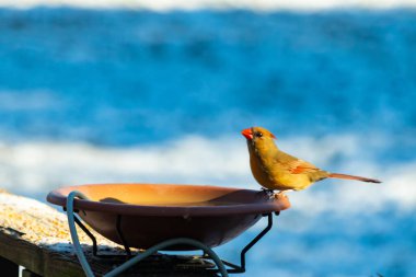 Güzel bir dişi kardinal, daha açık renkli, parlak mavi gökyüzüne karşı bir kuş banyosunun kenarına tünemiş. Eşsiz vahşi yaşam, kuş izleme..